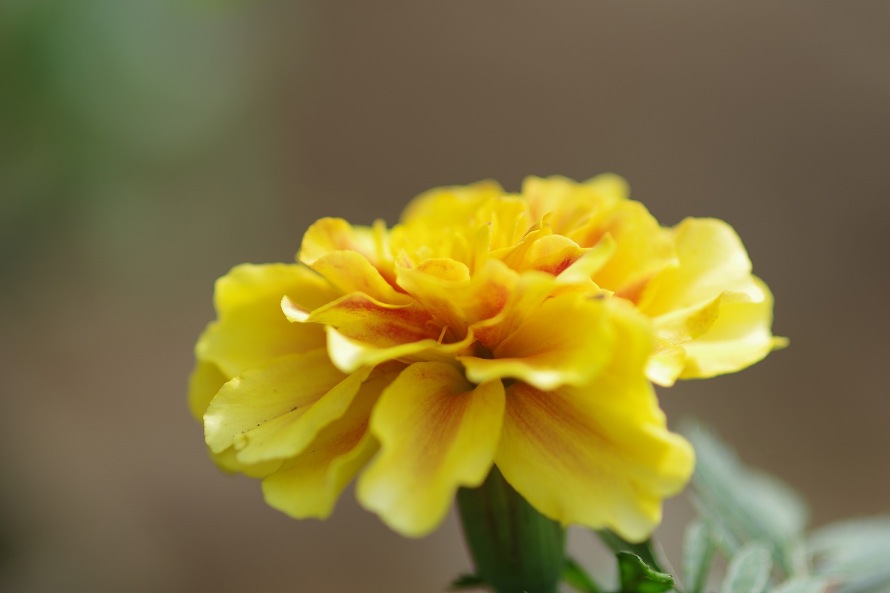 神奈川県横浜市のみなとみらいの夜景