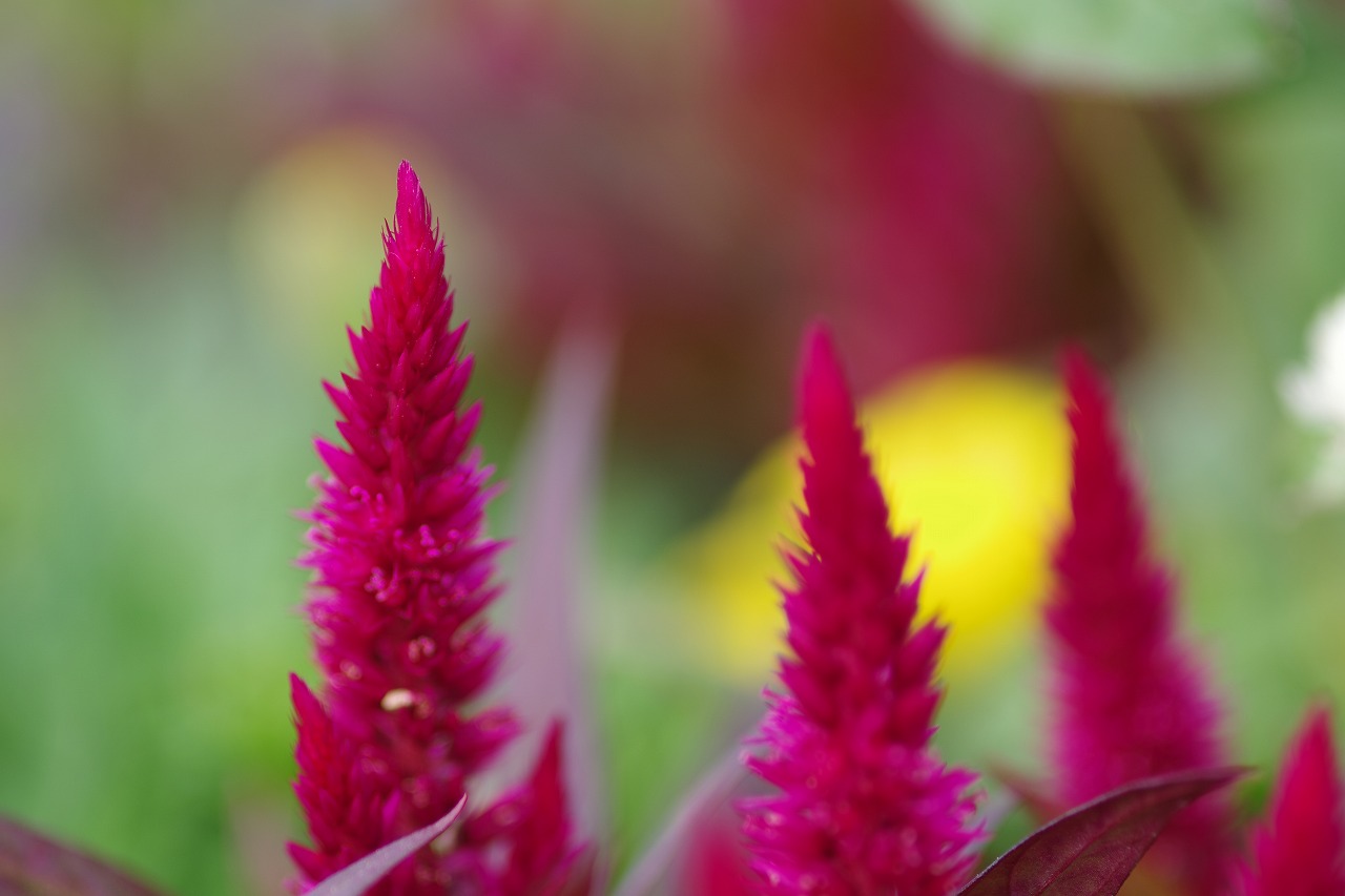 神奈川県横浜市のみなとみらいの夜景