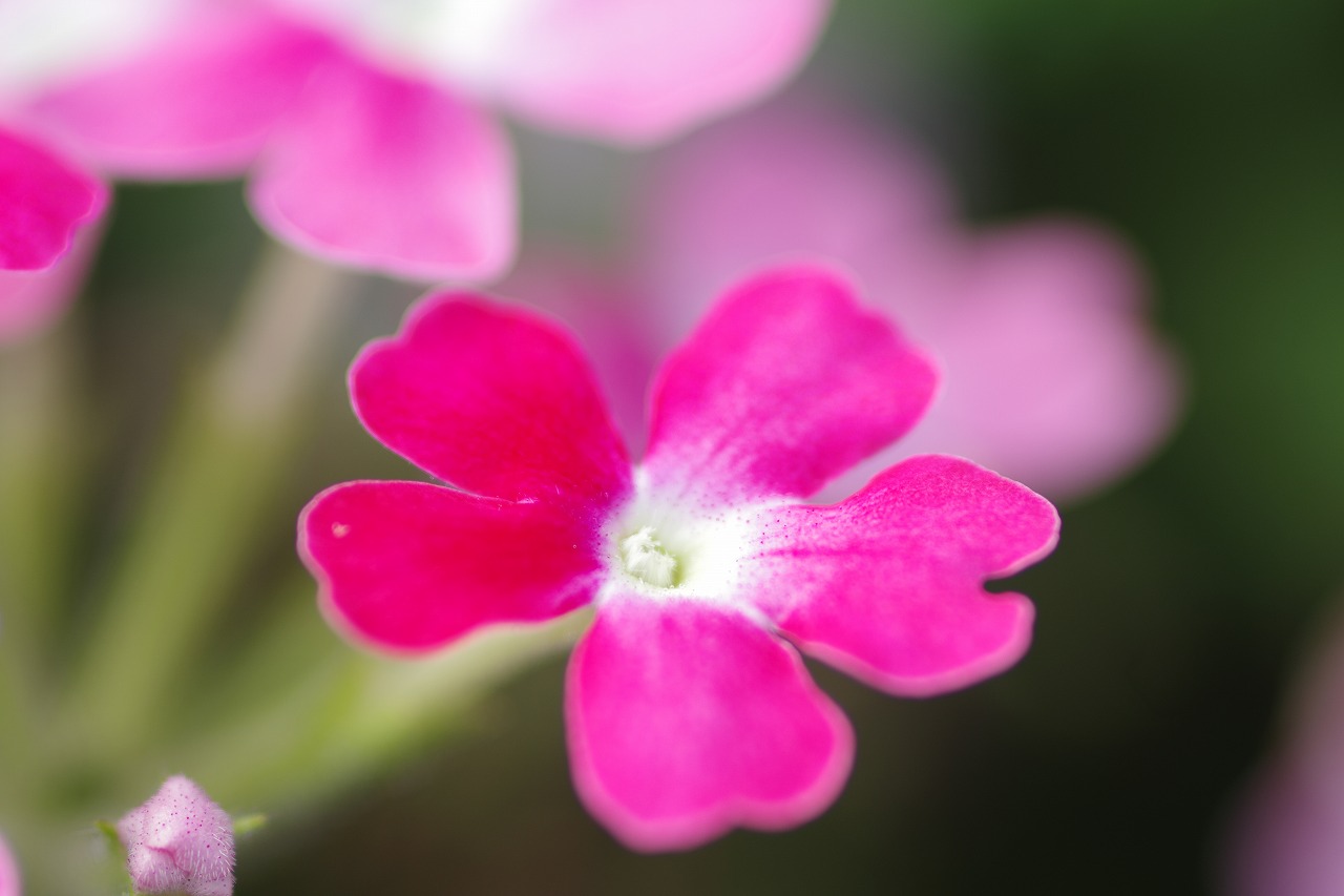 神奈川県横浜市のみなとみらいの夜景
