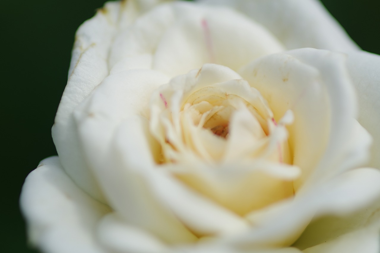 神奈川県横浜市のみなとみらいの夜景