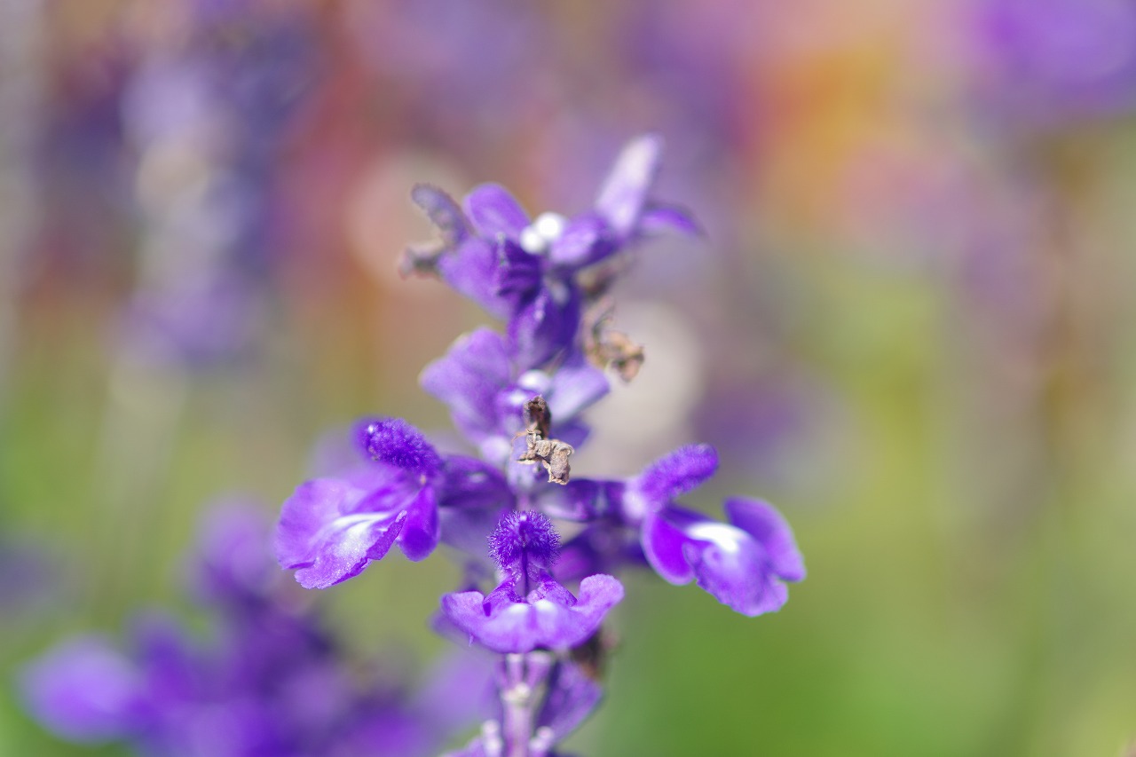 神奈川県横浜市のみなとみらいの夜景