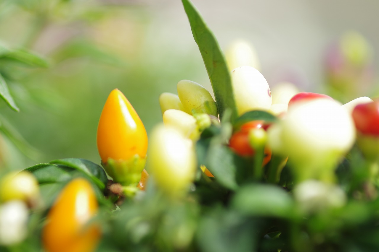 神奈川県横浜市のみなとみらいの夜景