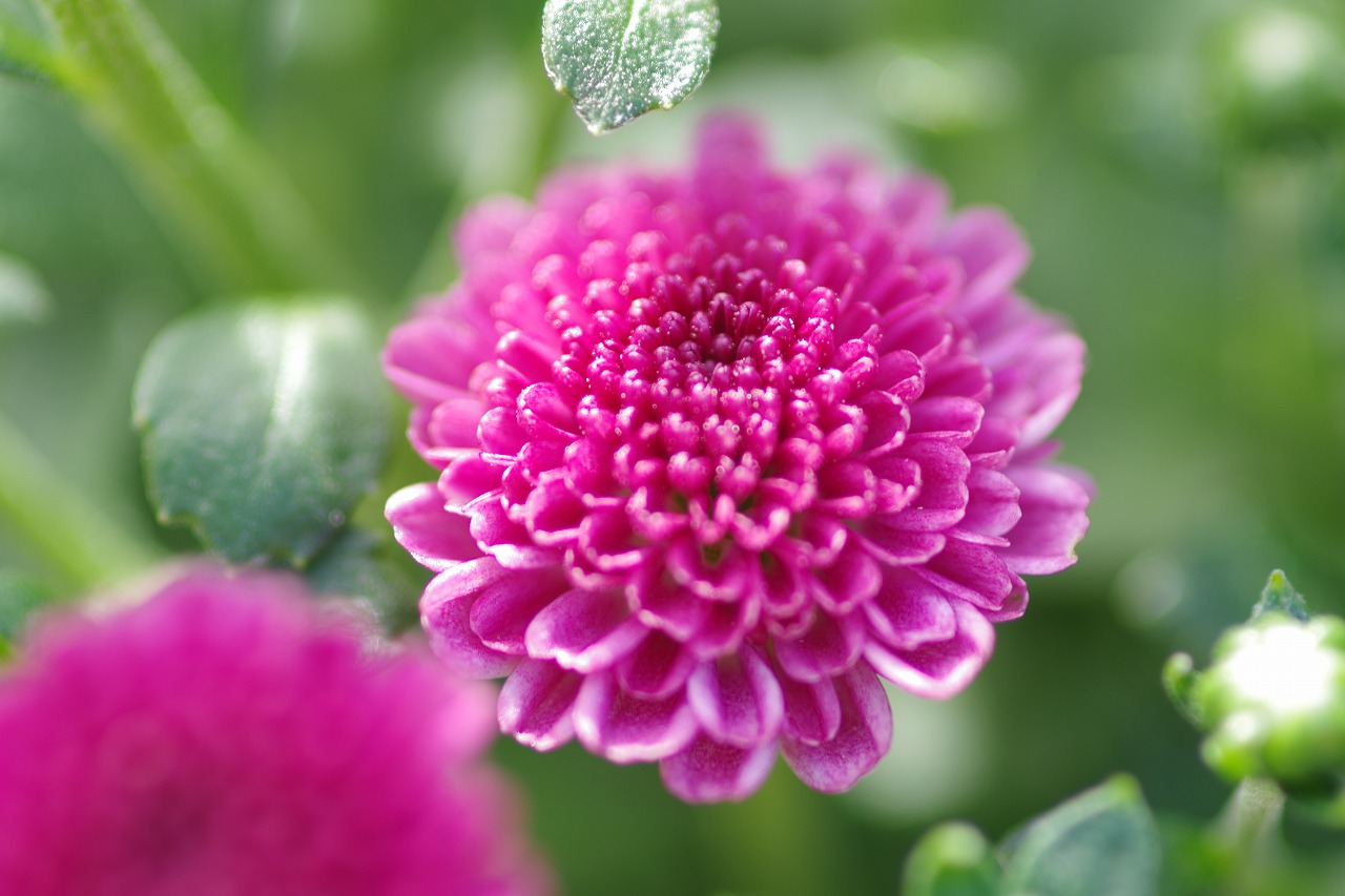 神奈川県横浜市のみなとみらいの夜景