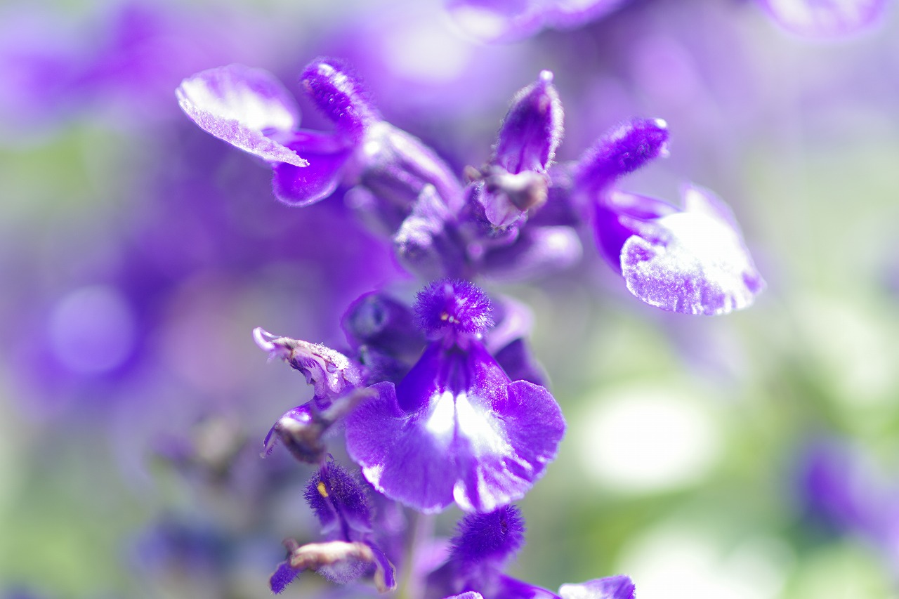 神奈川県横浜市のみなとみらいの夜景