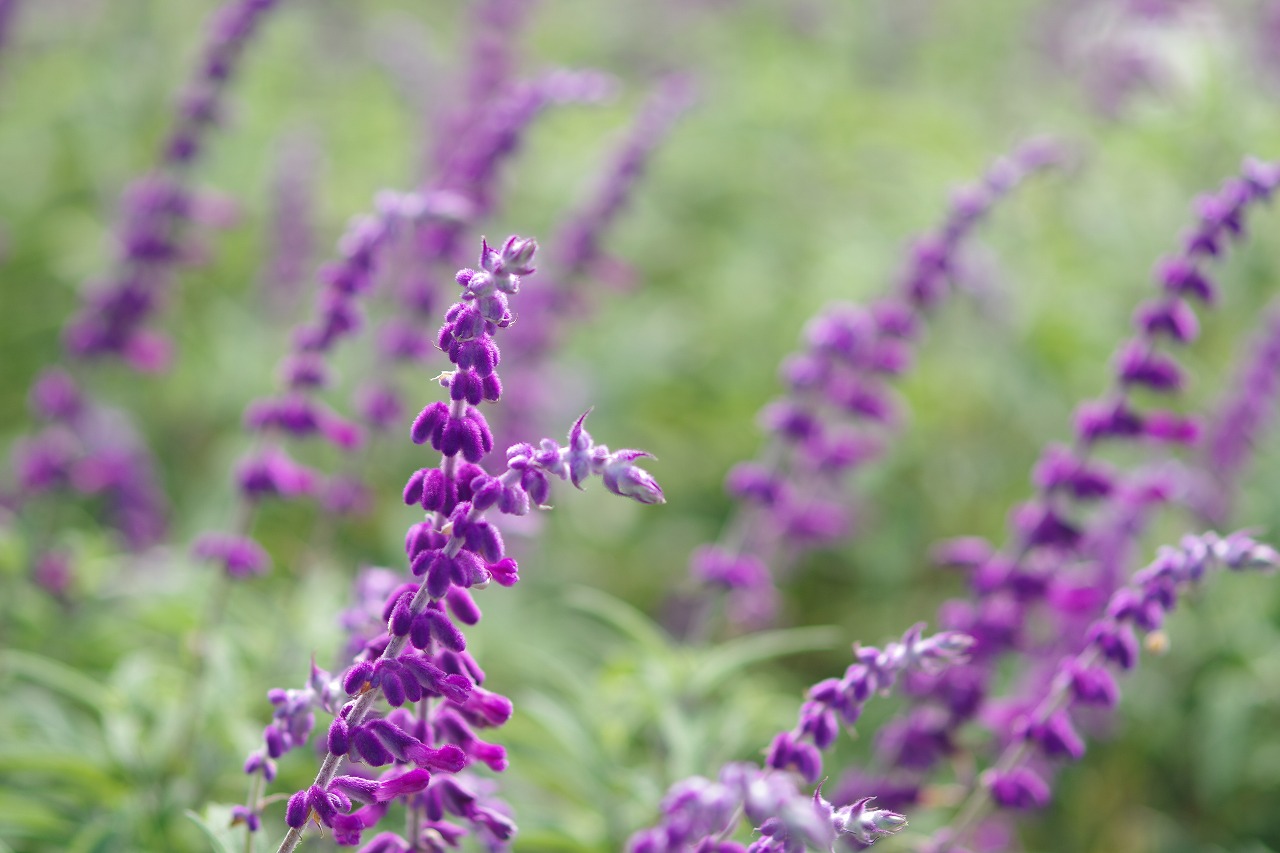 神奈川県横浜市のみなとみらいの夜景