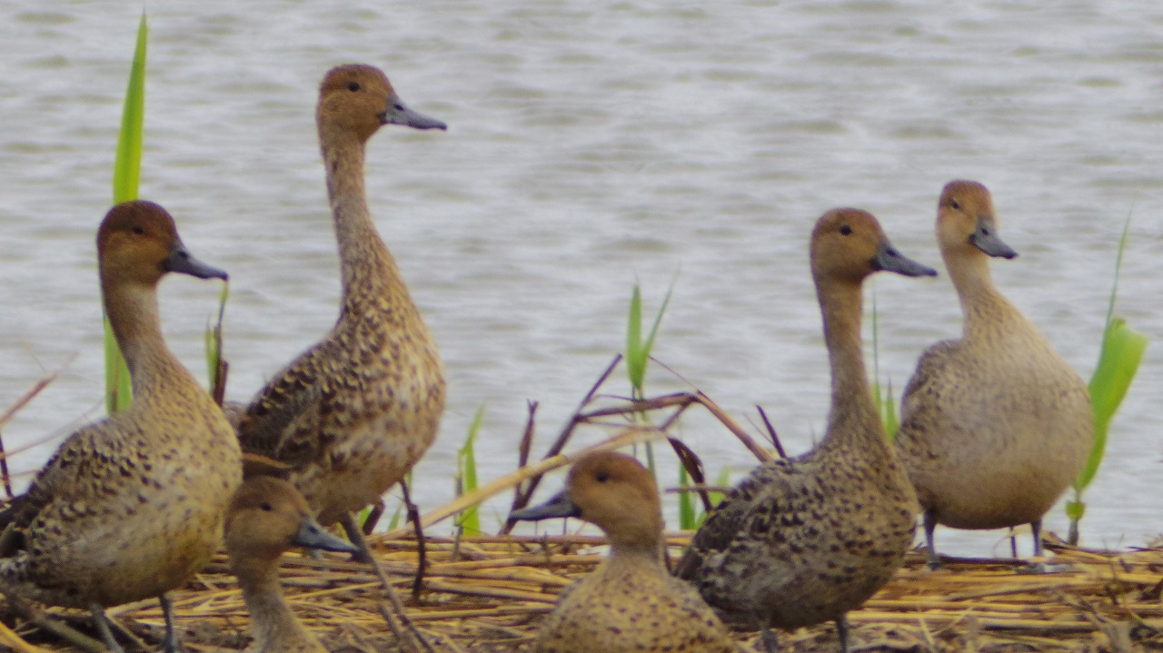 群馬県の邑楽町のガバ沼で鴨と白鷺