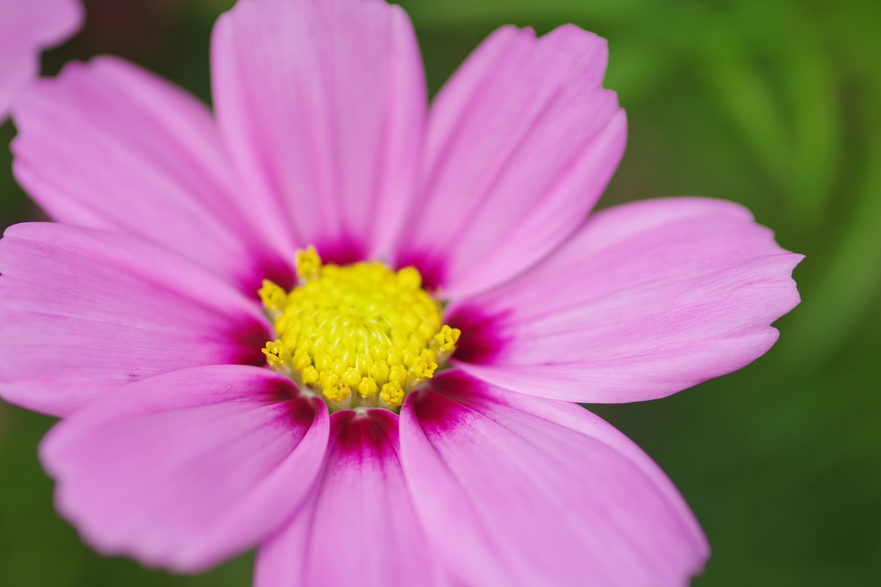 神奈川県横浜市のみなとみらいの夜景
