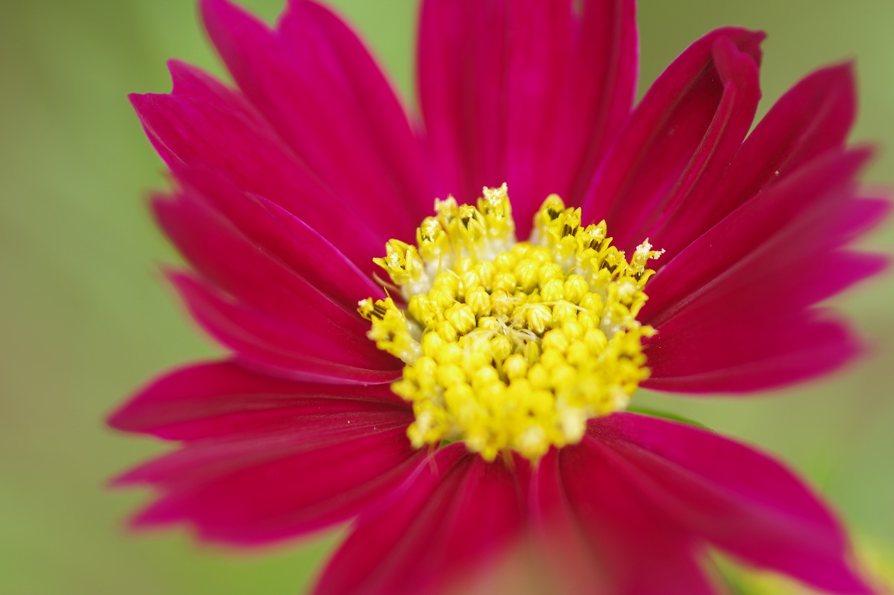 神奈川県横浜市のみなとみらいの夜景