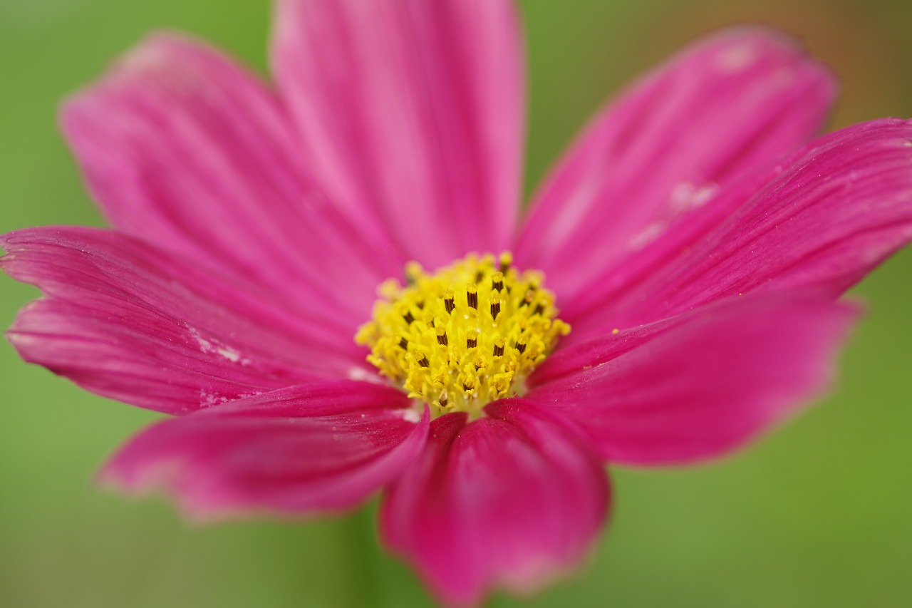 神奈川県横浜市のみなとみらいの夜景