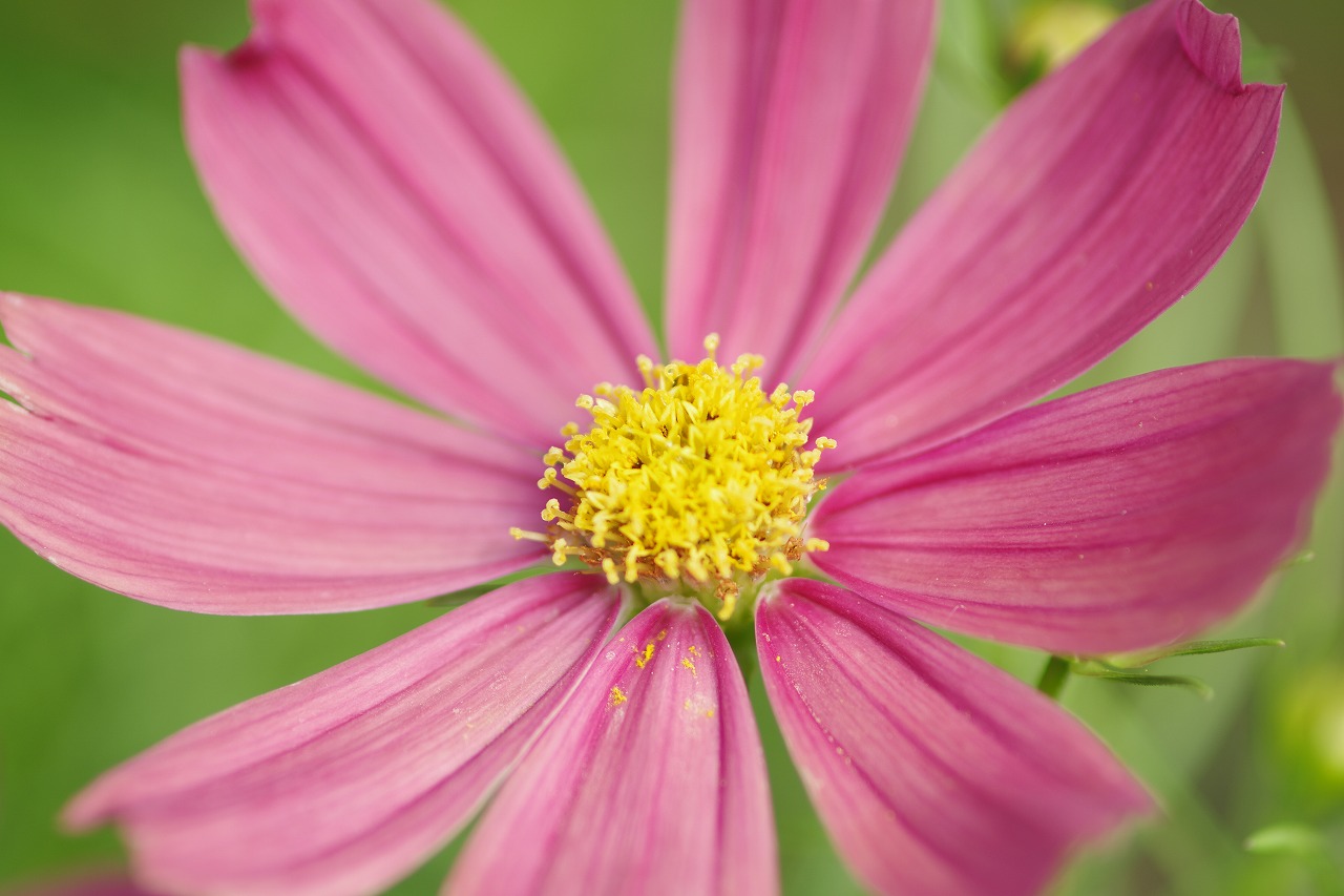 神奈川県横浜市のみなとみらいの夜景