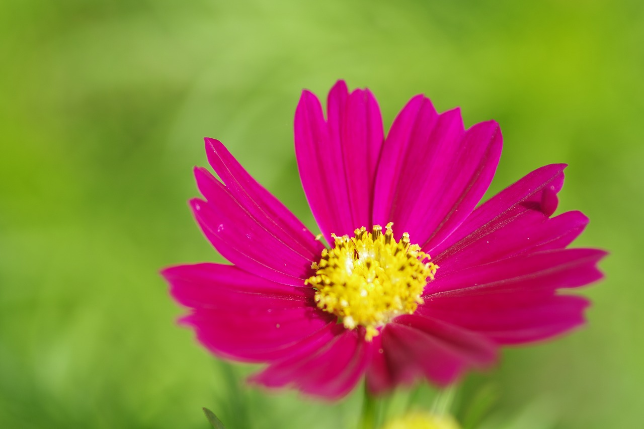神奈川県横浜市のみなとみらいの夜景