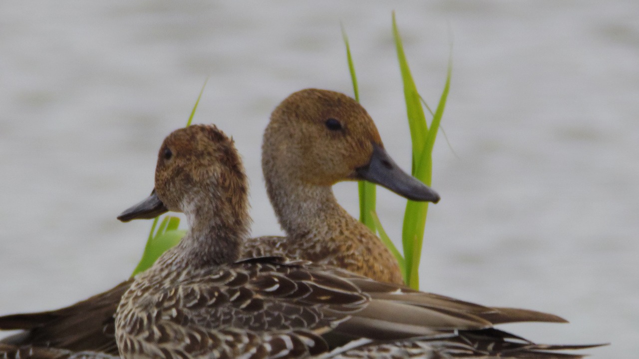 群馬県の邑楽町のガバ沼で鴨と白鷺