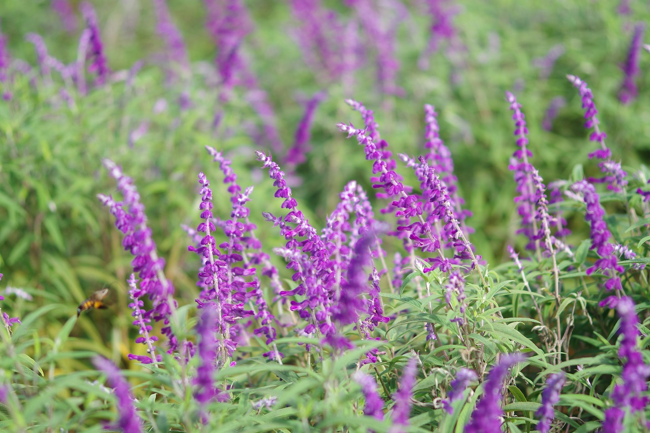 神奈川県横浜市のみなとみらいの夜景