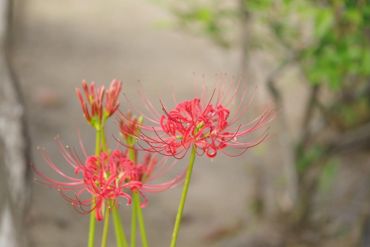 神奈川県横浜市のみなとみらいの夜景