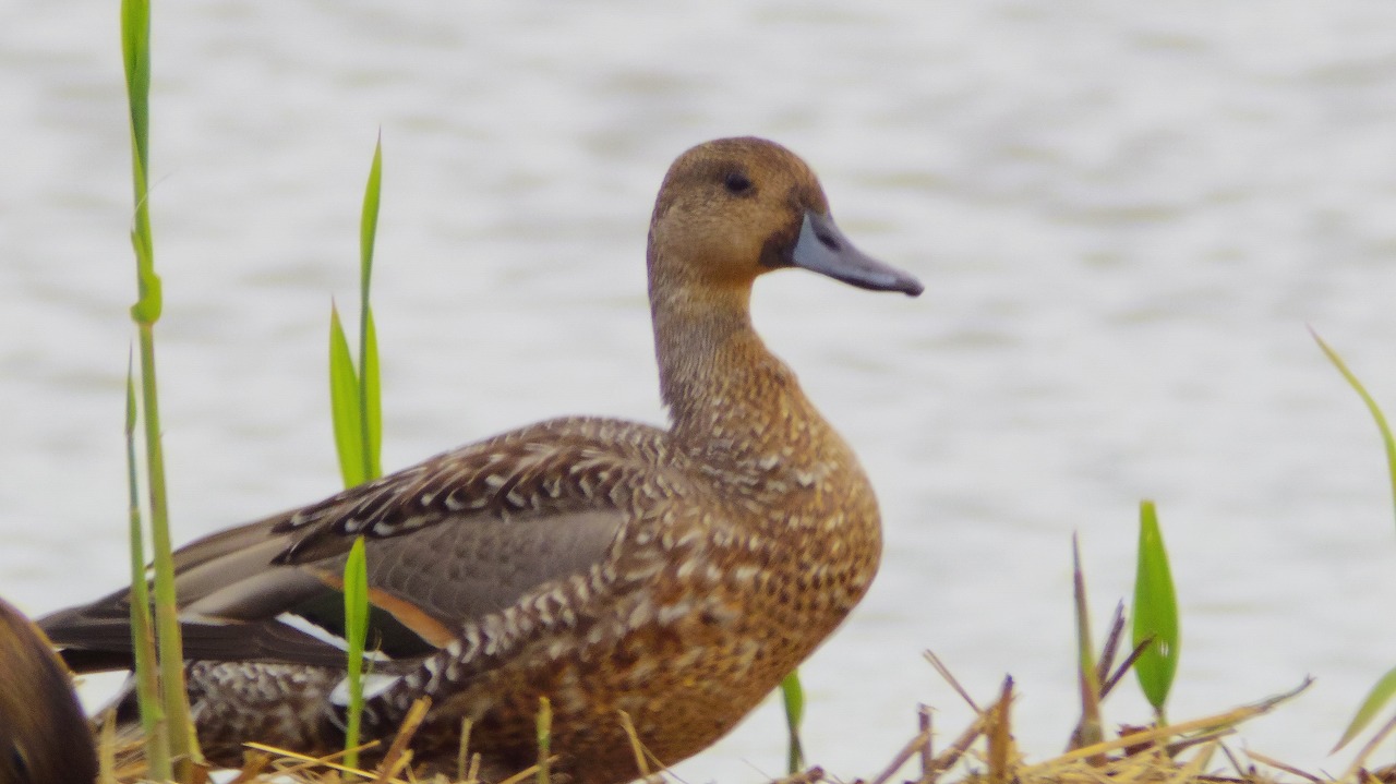 群馬県の邑楽町のガバ沼で鴨と白鷺