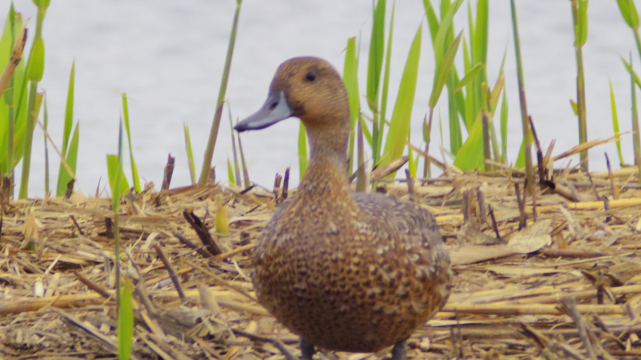 群馬県の邑楽町のガバ沼で鴨と白鷺