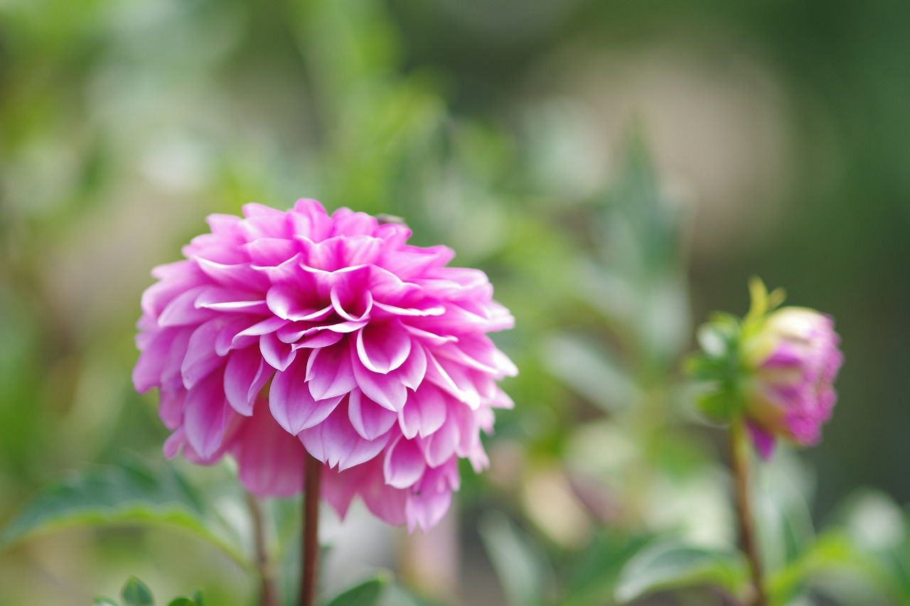 神奈川県横浜市のみなとみらいの夜景