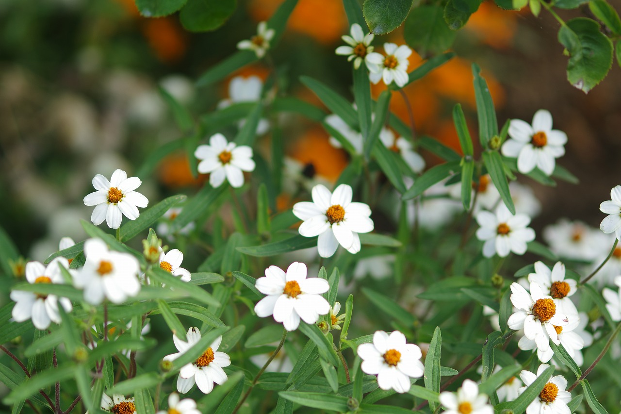 神奈川県横浜市のみなとみらいの夜景