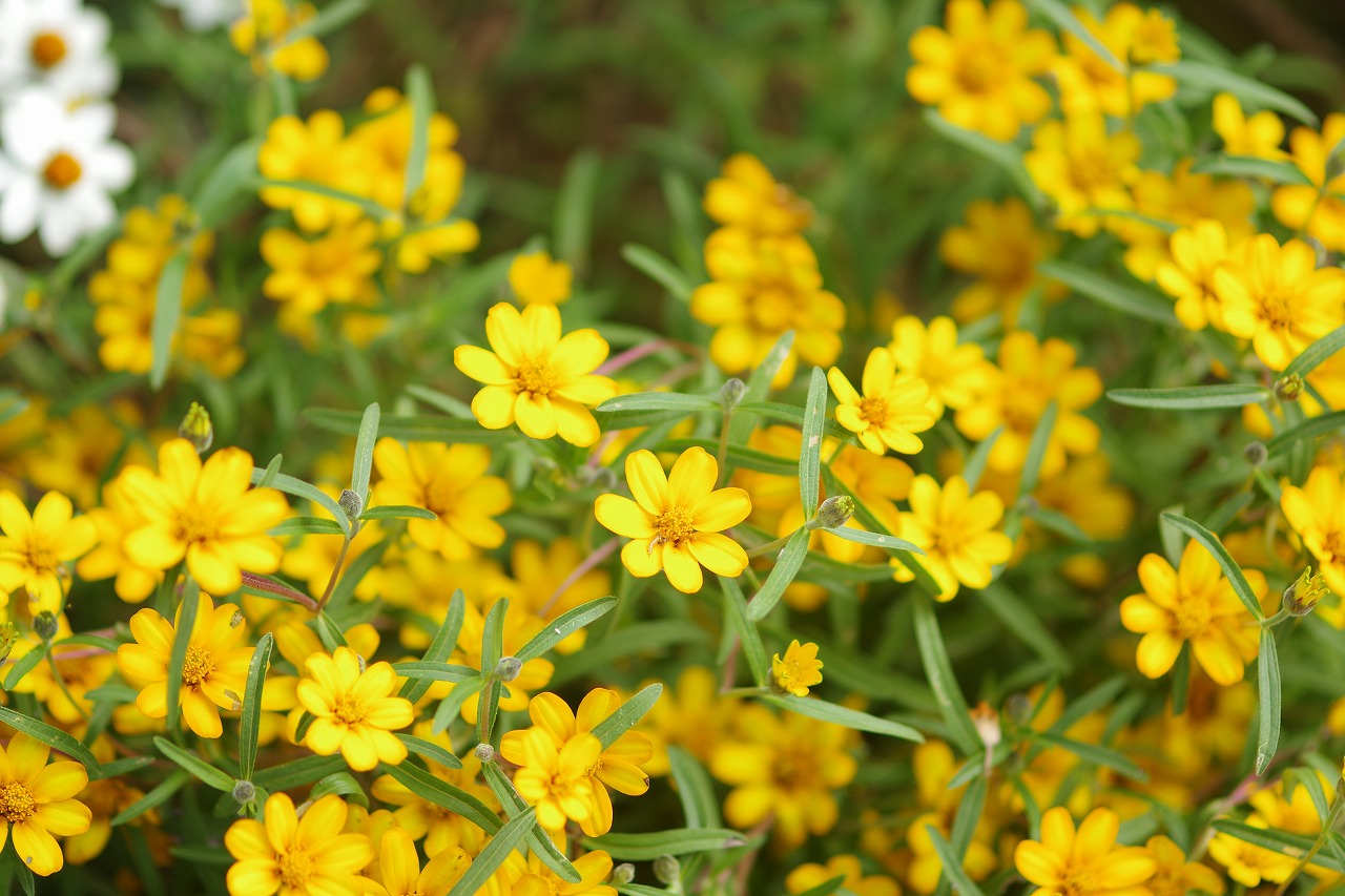 神奈川県横浜市のみなとみらいの夜景