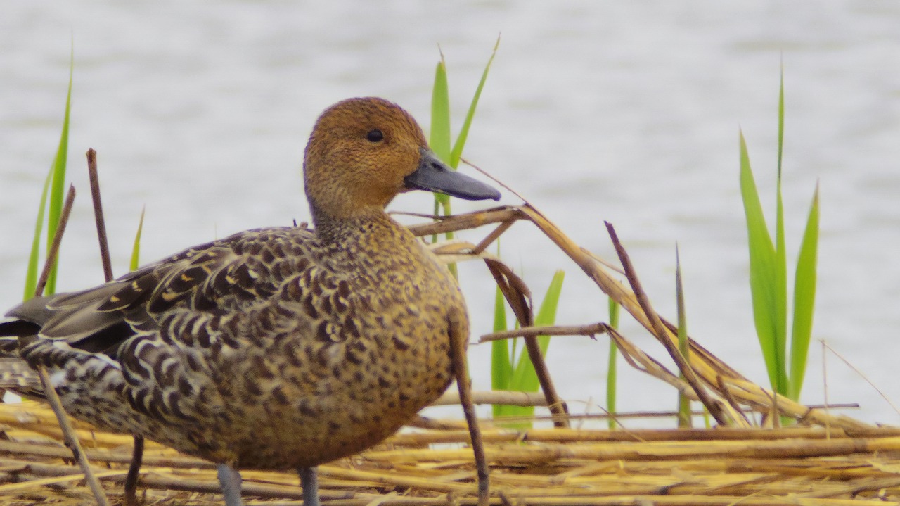群馬県の邑楽町のガバ沼で鴨と白鷺