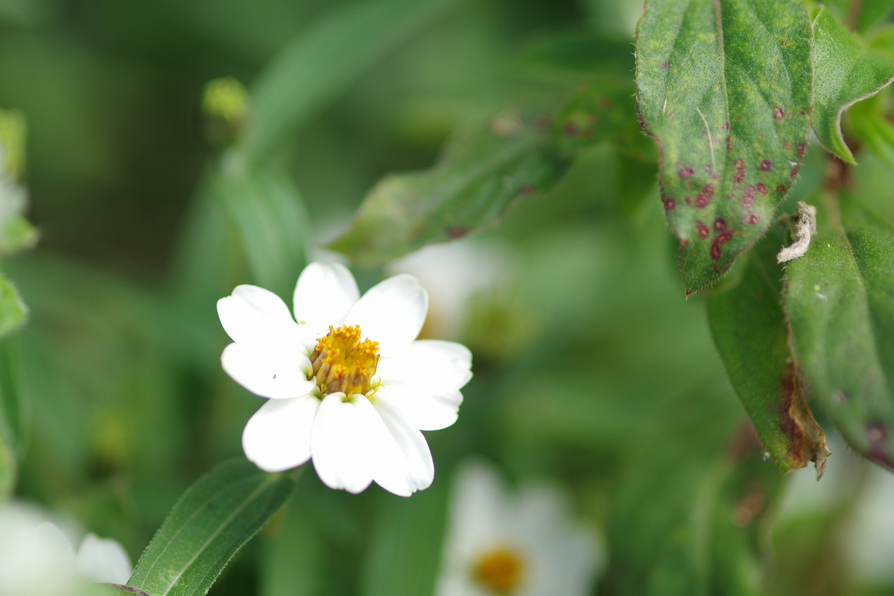 神奈川県横浜市のみなとみらいの夜景