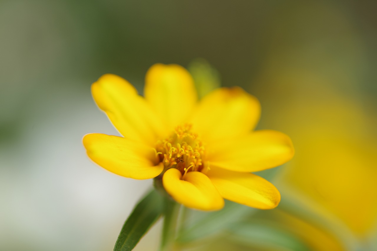 神奈川県横浜市のみなとみらいの夜景