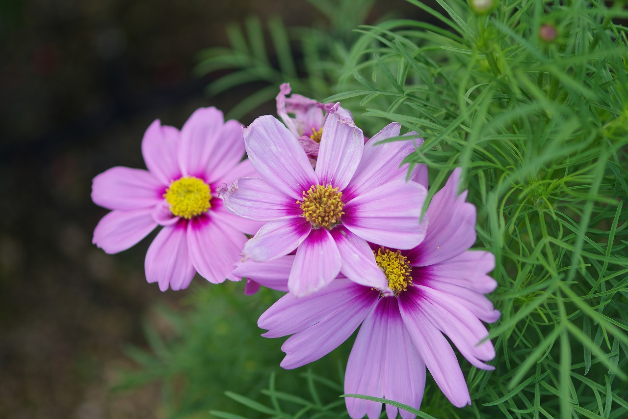 神奈川県横浜市のみなとみらいの夜景
