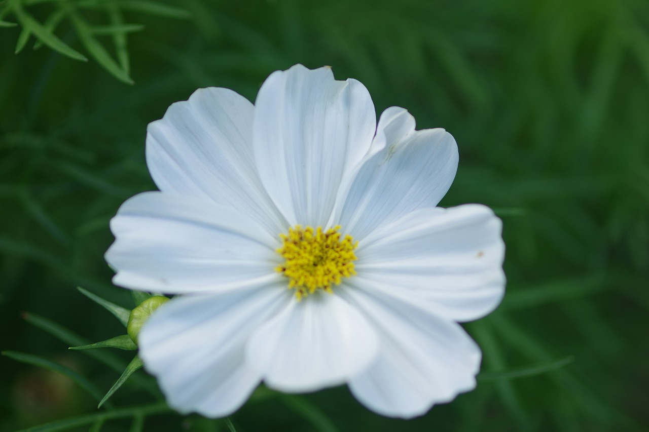 神奈川県横浜市のみなとみらいの夜景
