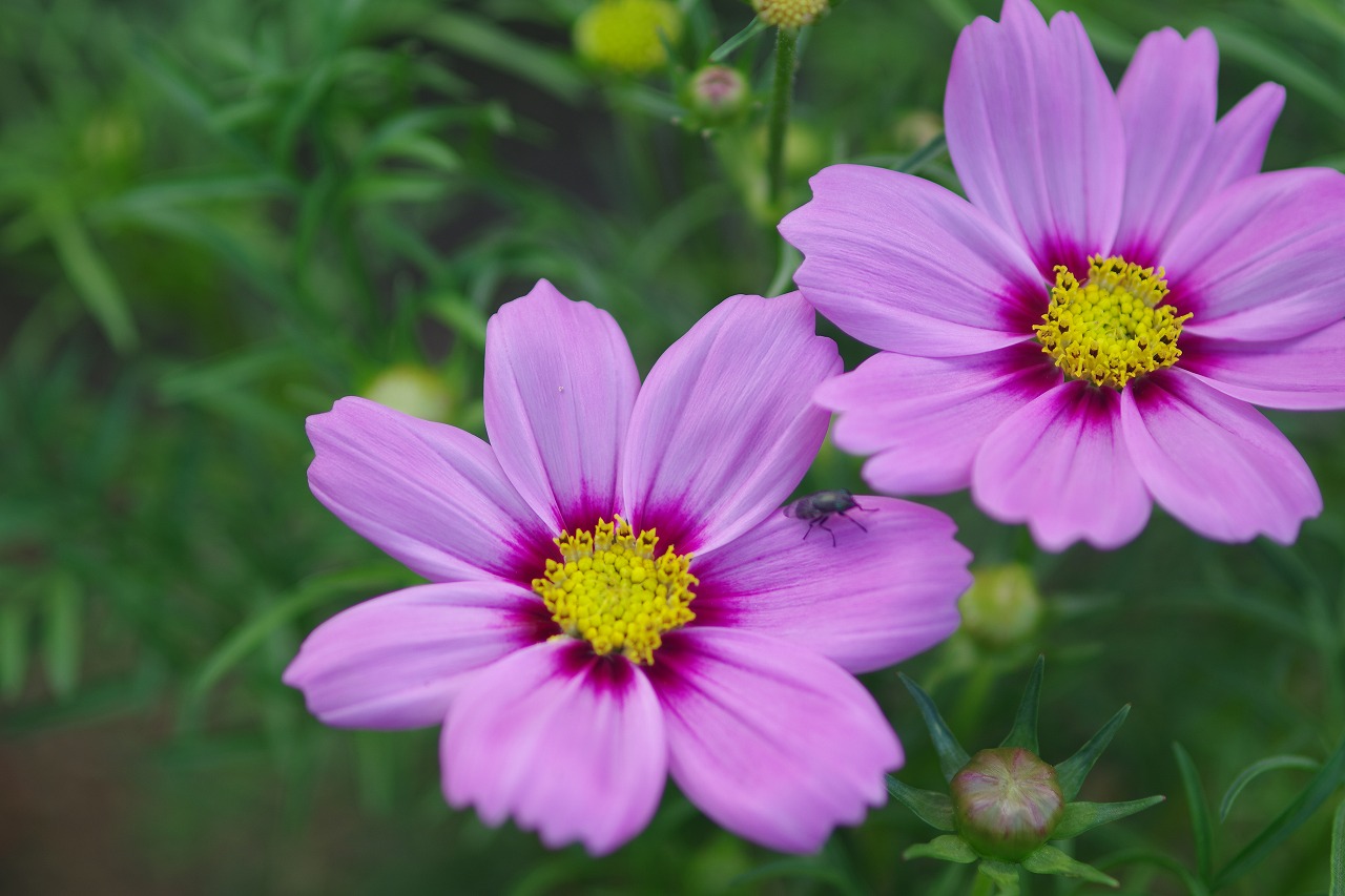 神奈川県横浜市のみなとみらいの夜景