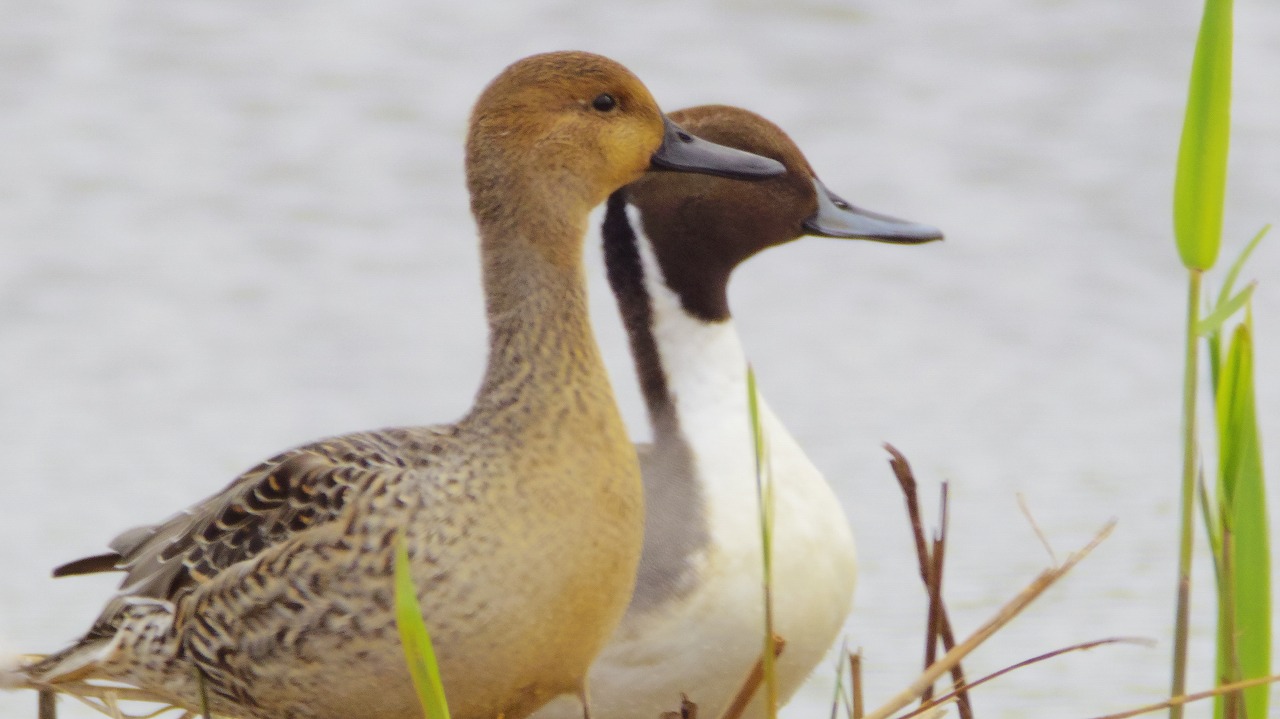 群馬県の邑楽町のガバ沼で鴨と白鷺