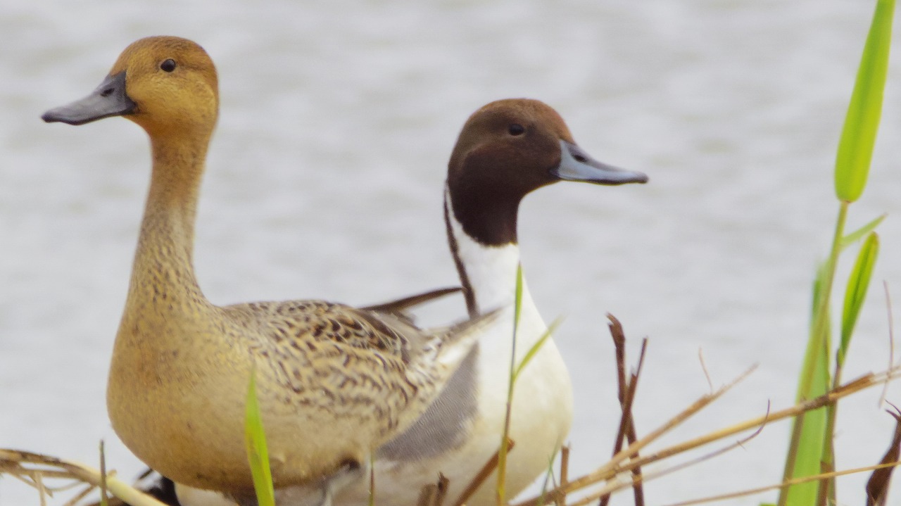 群馬県の邑楽町のガバ沼で鴨と白鷺
