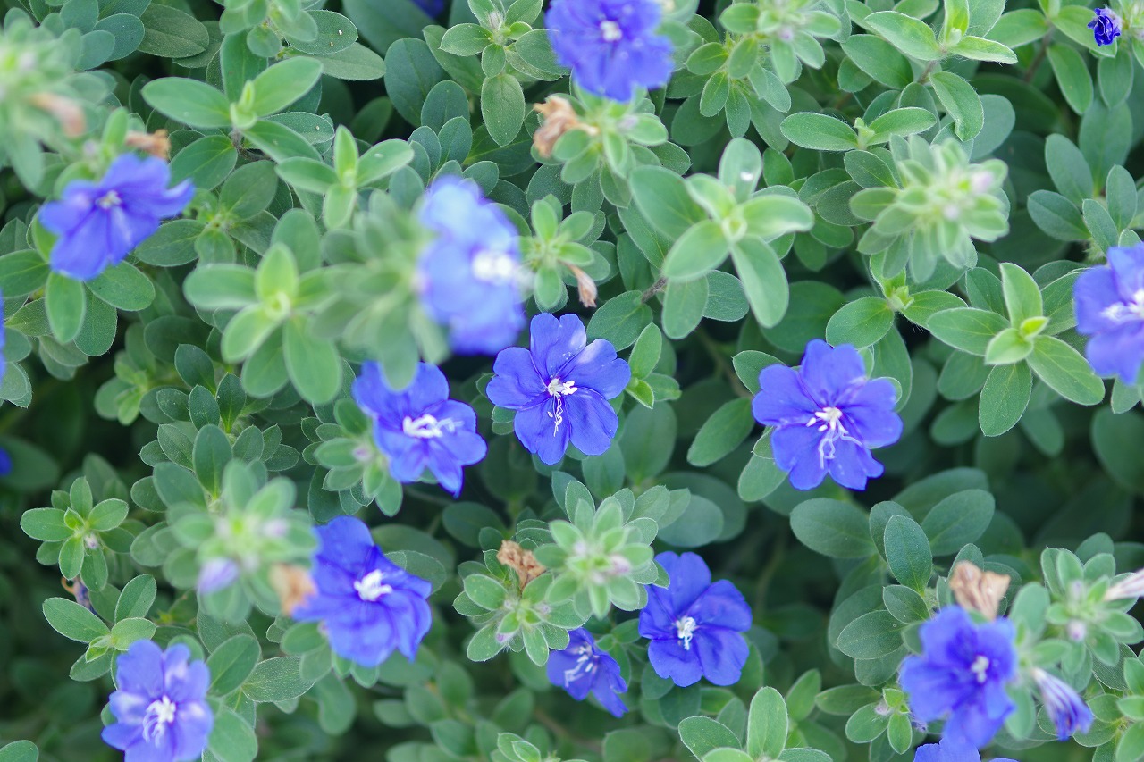 神奈川県横浜市のみなとみらいの夜景