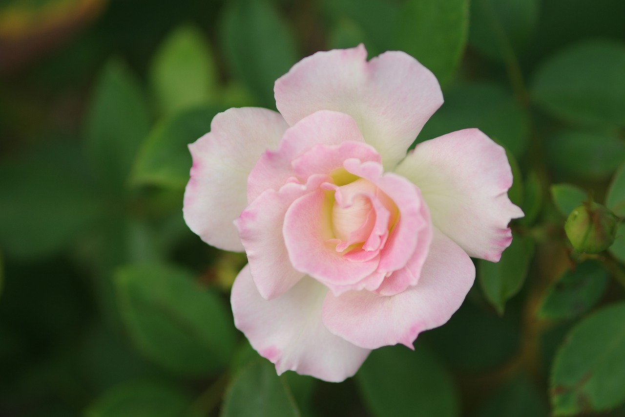 あしかがフラワーパークの花々