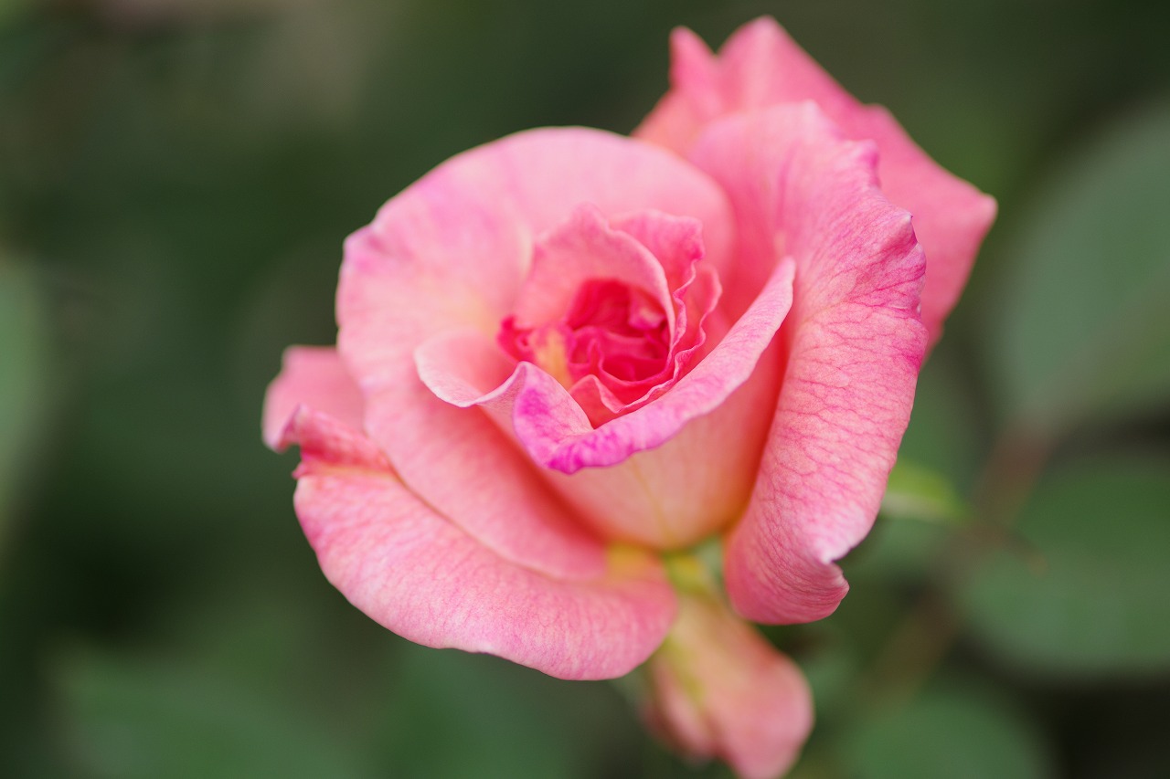 あしかがフラワーパークの花々