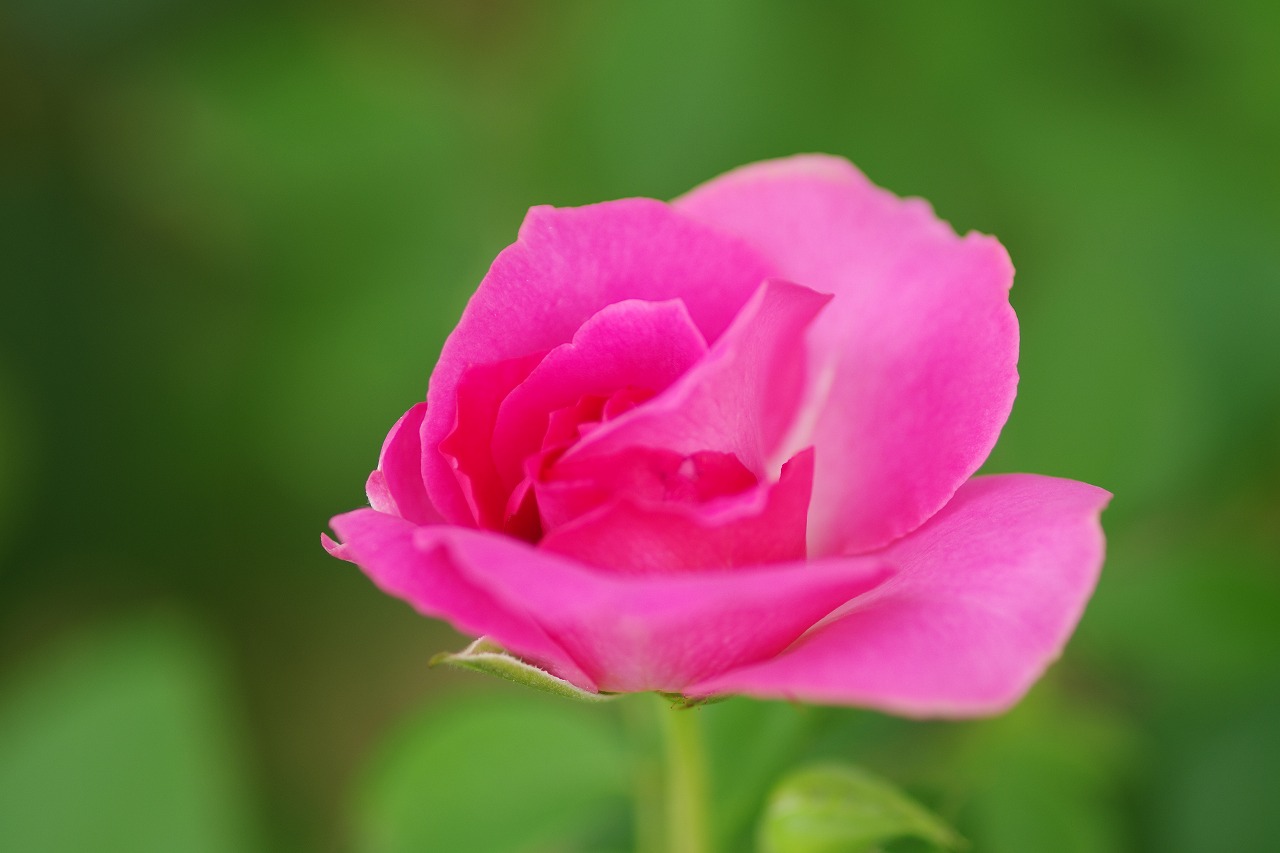 あしかがフラワーパークの花々
