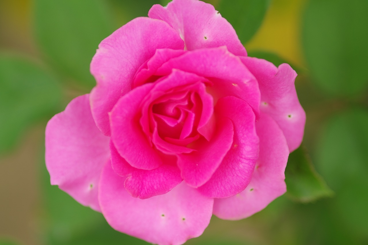 あしかがフラワーパークの花々