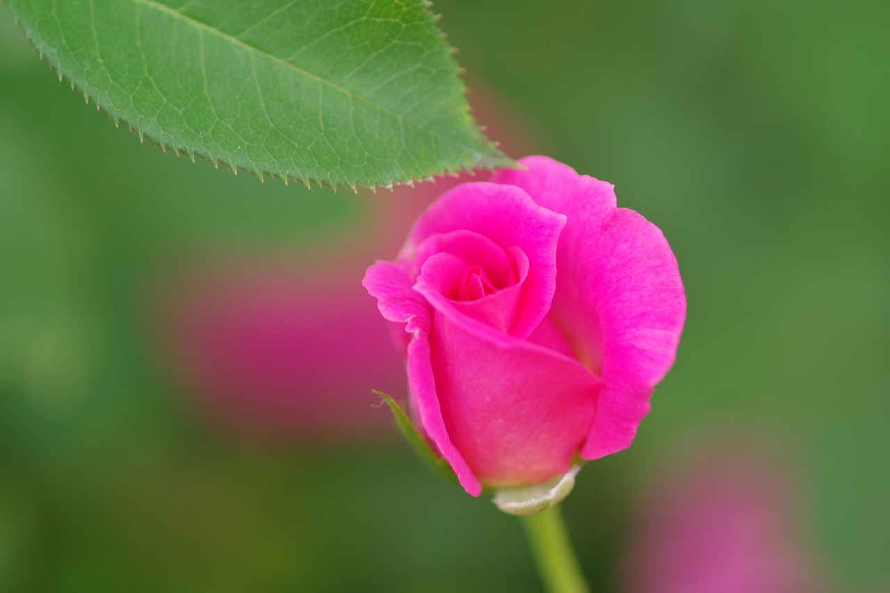 あしかがフラワーパークの花々