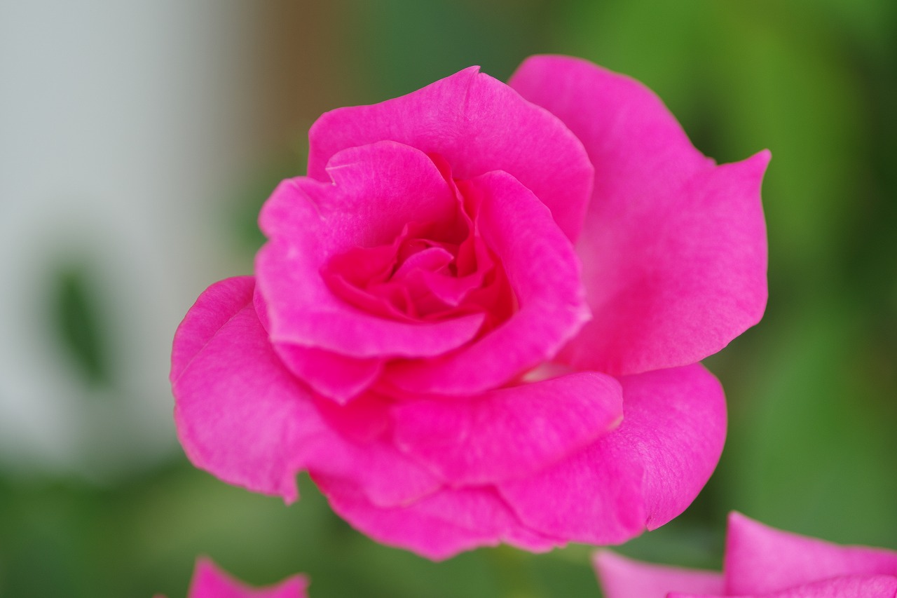 あしかがフラワーパークの花々