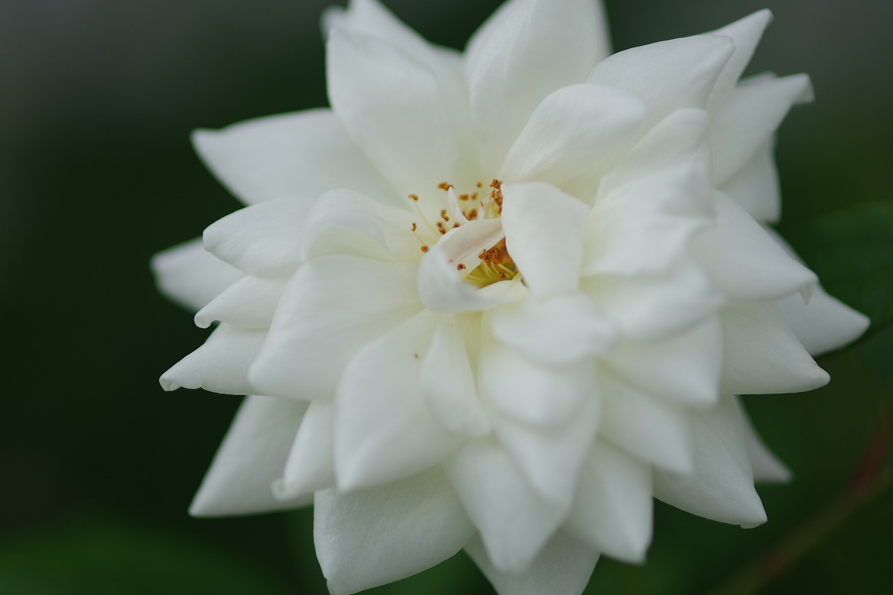 あしかがフラワーパークの花々
