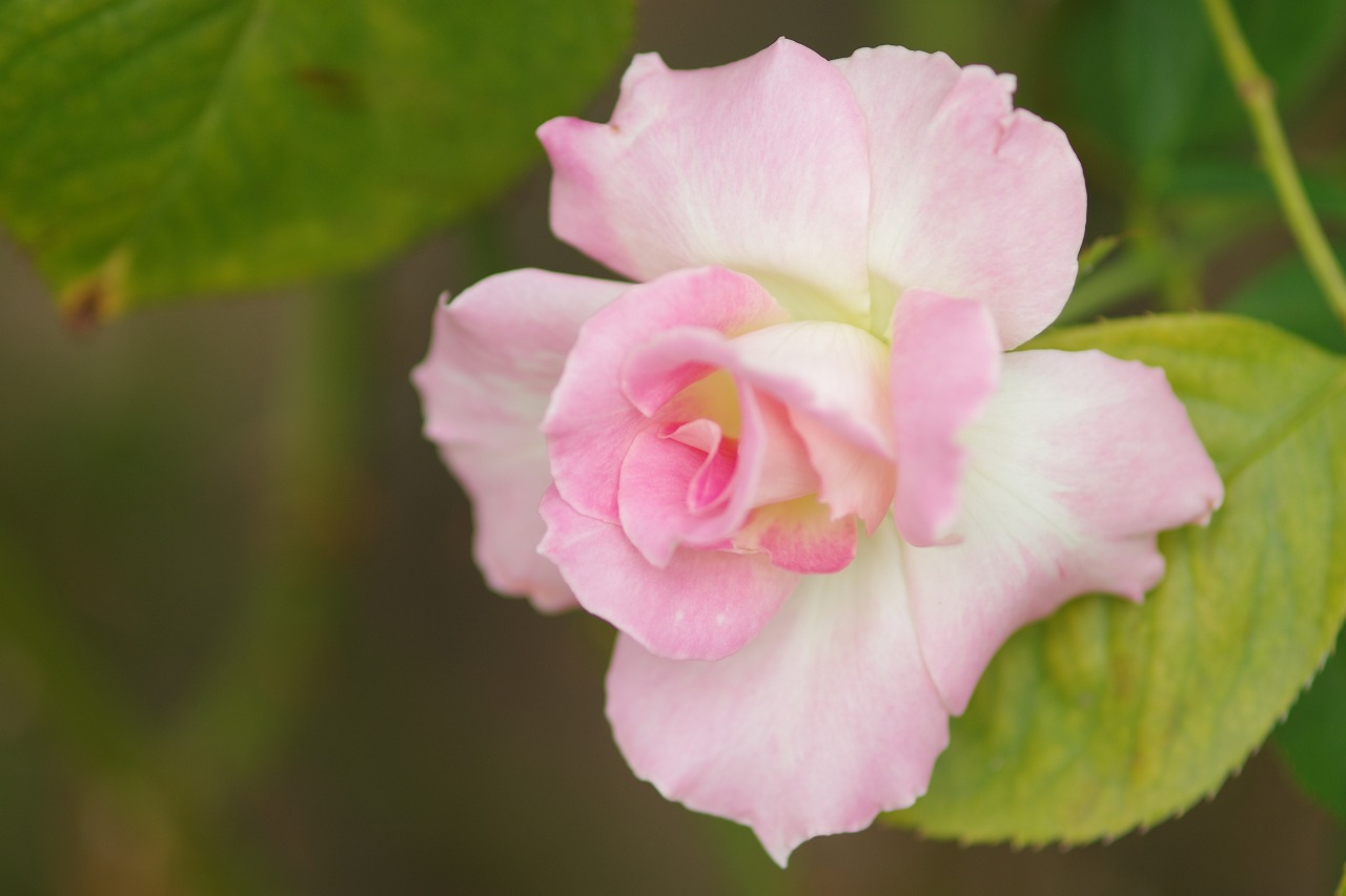 あしかがフラワーパークの花々