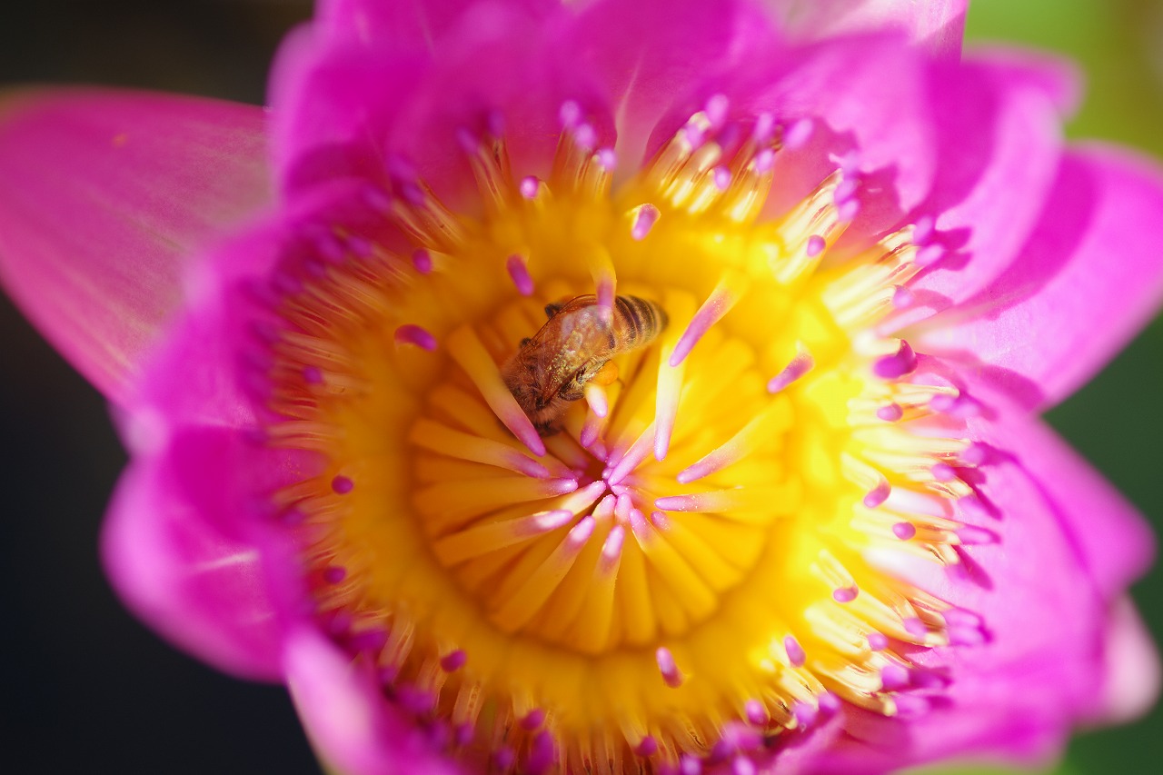 あしかがフラワーパークの花々