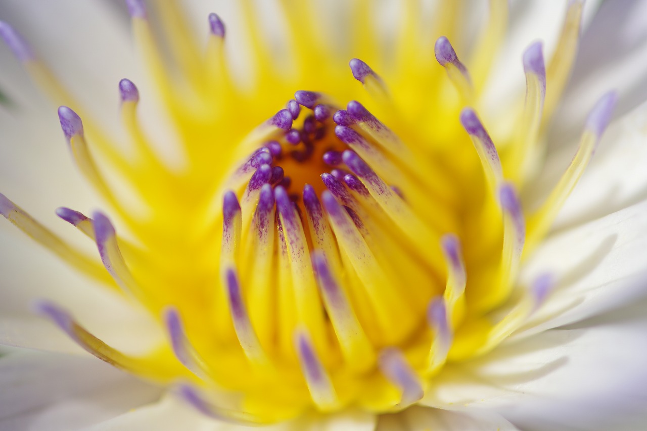 あしかがフラワーパークの花々