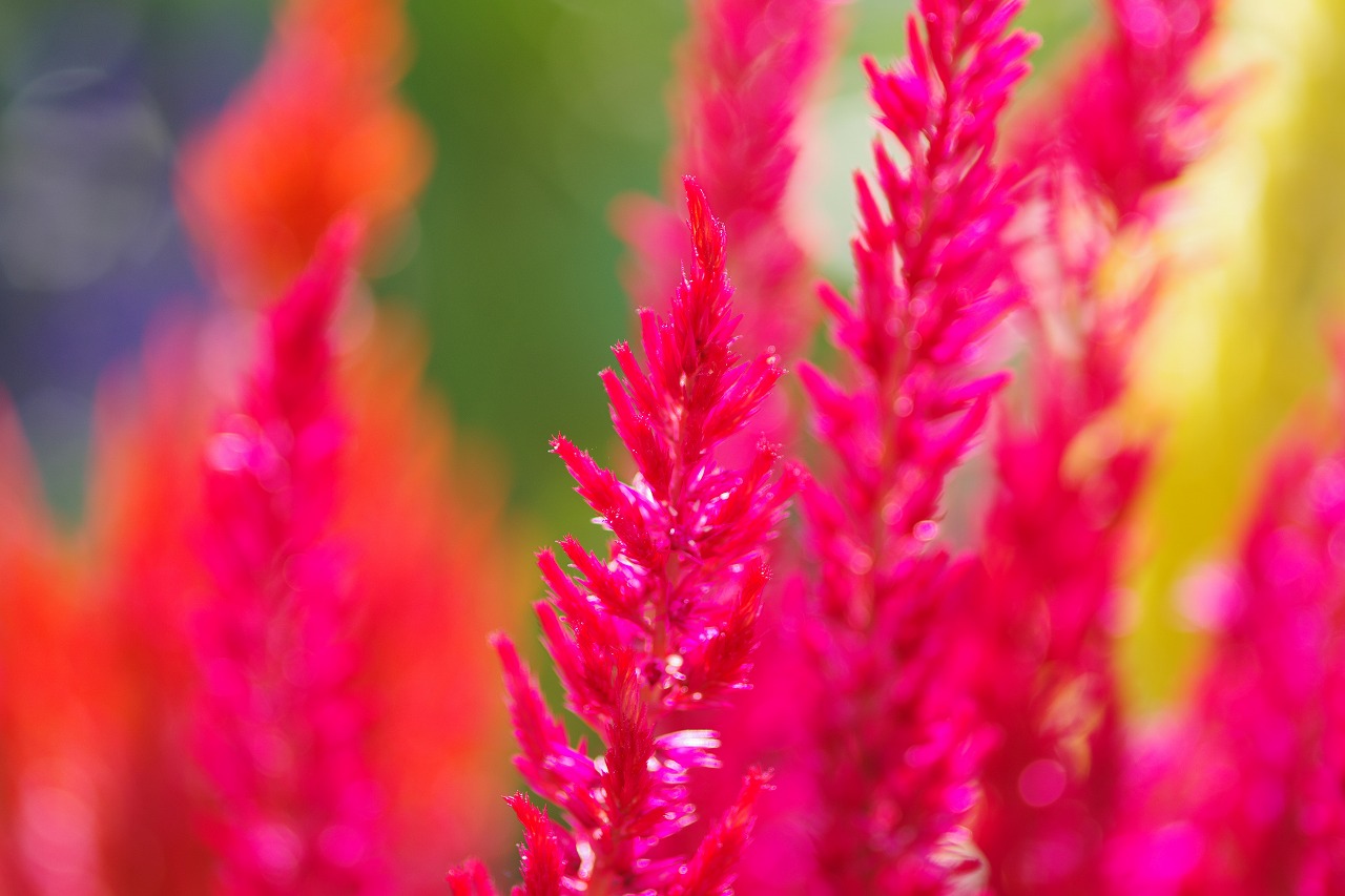 あしかがフラワーパークの花々