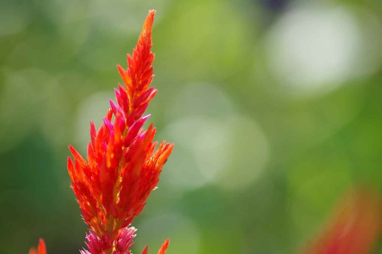 あしかがフラワーパークの花々