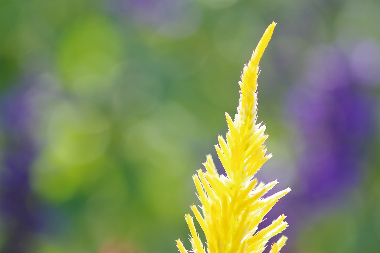 あしかがフラワーパークの花々