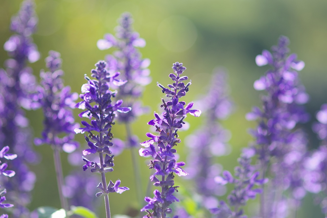 あしかがフラワーパークの花々