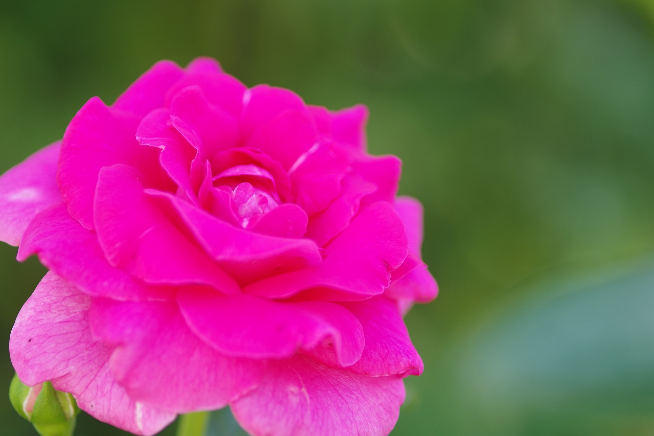 あしかがフラワーパークの花々