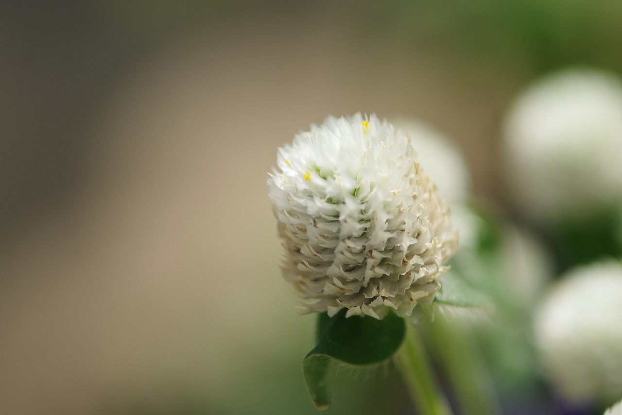 あしかがフラワーパークの花々
