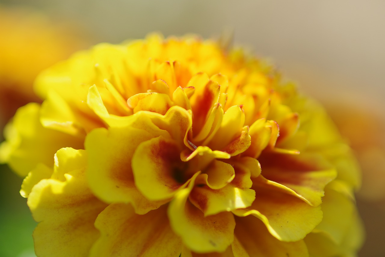 あしかがフラワーパークの花々