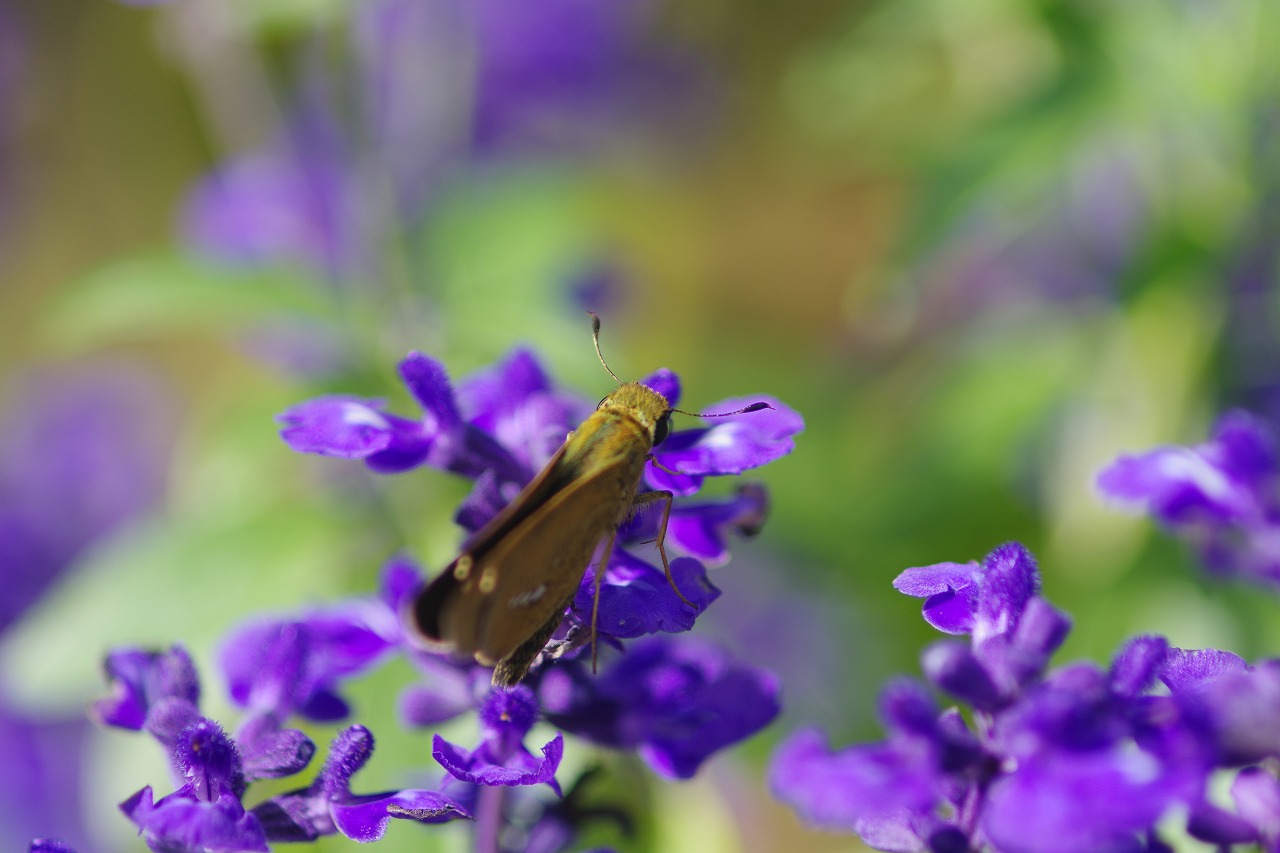 あしかがフラワーパークの花々